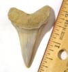 Mako Shark Tooth